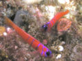 Lythrypnus dalli-4565.jpg