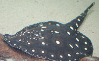 Potamotrygon leopoldi 2284px.jpg