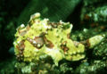 Antennarius maculatus u0.jpg