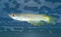 Aplocheilus lineatus1.jpg