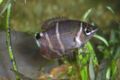 Chocolategourami-7524.jpg