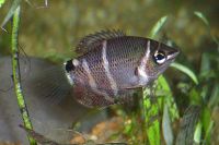 Chocolategourami-7524.jpg