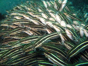 StripedCatfish-8903.jpg