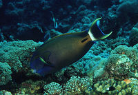 Acanthurus fowleri3453.jpg