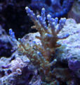 Acropora nana -3113.jpg