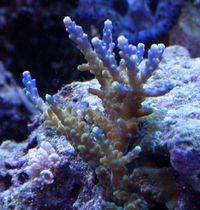 Acropora nana -3113.jpg