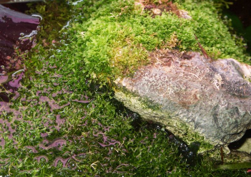 File:Riccia fluitans6.jpg