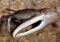 FiddlerCrab.jpg