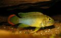 Apistogramma nijsseni (m).jpg
