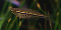 Danio nigrofasciatus.jpg