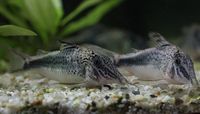 Corydoras-fowleri.jpg