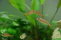 Paracyprichromis Nigripinnis-2.JPG