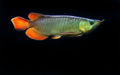 Asianarowana-9644.jpg