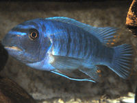 Labeotropheus trewavasae.jpg