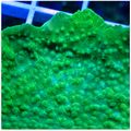 Montipora capricornis - Green.jpg