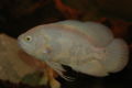 Astronotus ocellatus-2654.jpg