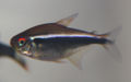 Blackneontetra632.jpg