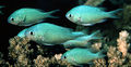 Chromis viridis665.jpg