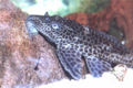 Pleco01a.jpg