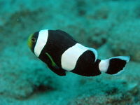 Amphiprion polymnus8439.JPG