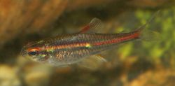 Hemigrammus erythrozonus - Wikipedia