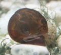 Brown ramshorn2.jpg