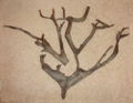 Midori driftwood-twin-branch-narrow.jpg