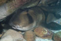 Port Jackson Sharks-6833.jpg