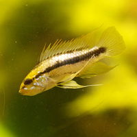 Apistogramma trifasciata.jpg