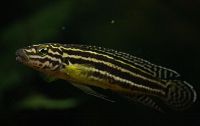 Julidochromis regani-34564.jpg