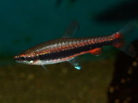 Nannostomus beckfordi.jpg