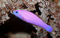 Pseudochromis porphyreus33678.jpg