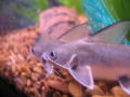 Shark catfish1.jpg