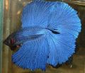 Betta splendens5.jpg