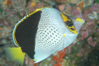 Chaetodon tinkeri564.jpg