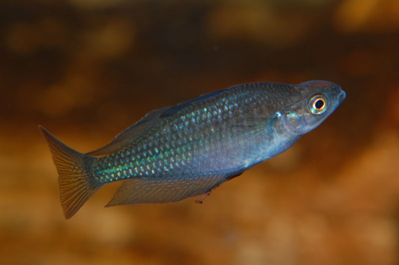 File:Melanotaenia fluviatilis-272.jpg