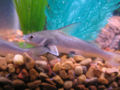 Shark catfish2.jpg