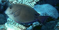 Acanthurus nigrofuscust5467.jpg