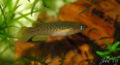 Pachypanchax playfairii-6288.jpg