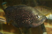 Paratilapia polleni.jpg