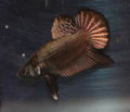 Betta-blackcopper-1446.jpg