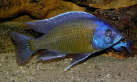 Copadichromis borleyi-3850.jpg