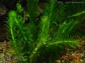 Elodea densa2.jpg