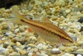 Female Cherry Barb.jpg