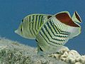 Chaetodon paucifasciatus-2868.jpg