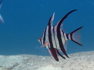 Enoplosus armatus.jpg