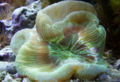 Trachyphyllia geoffroyi59347.jpg