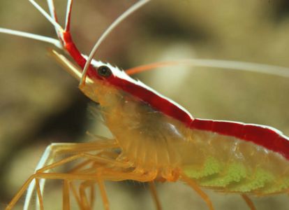 Scarlet Skunk Cleaner Shrimp