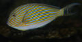 Acanthurus lineatus-8171.jpg