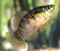 AmericanFlagfish453.jpg